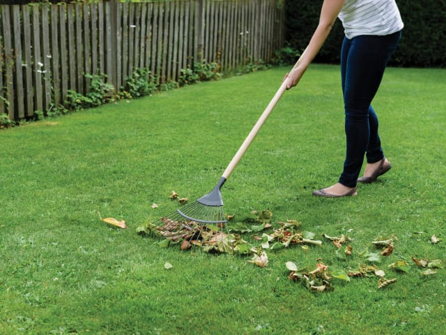 Carbon Steel Long Handled Lawn & Leaf Rake - FSC® K/S70100262 - Image 3