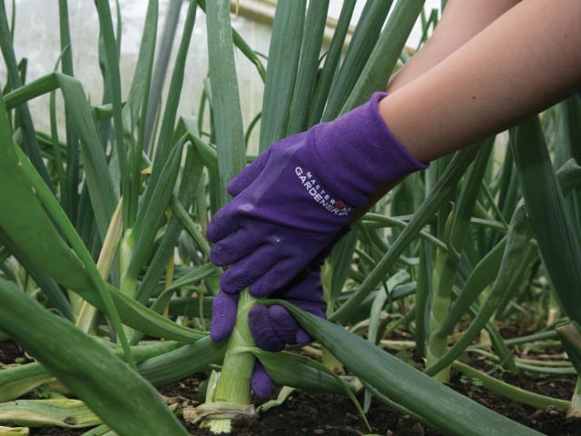 TGL272S Master Gardener Ladies' Aubergine Gloves - Small T/CTGL272S - Image 2